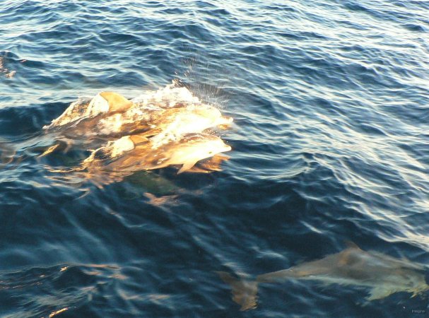3- Dauphins au reflets dores 